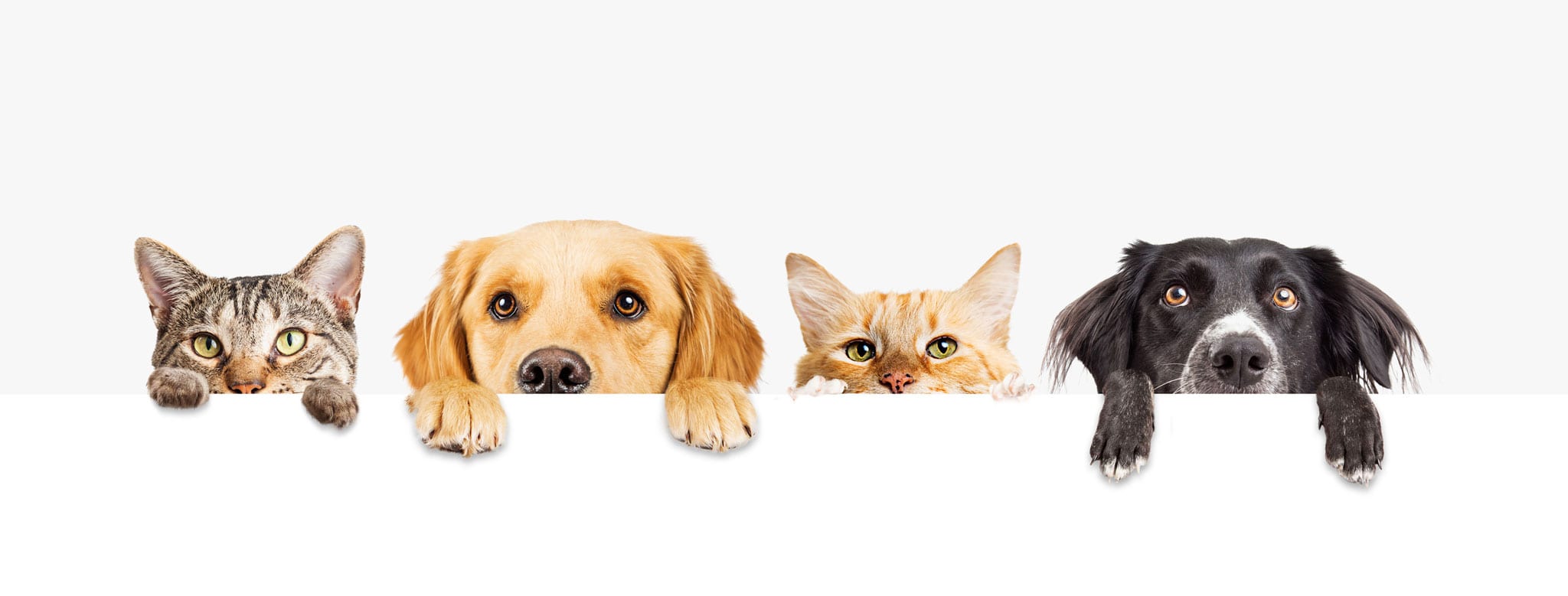 Pet